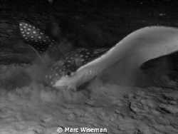 Eagle ray came surprisingly close- perhaps he did not see... by Marc Wiseman 